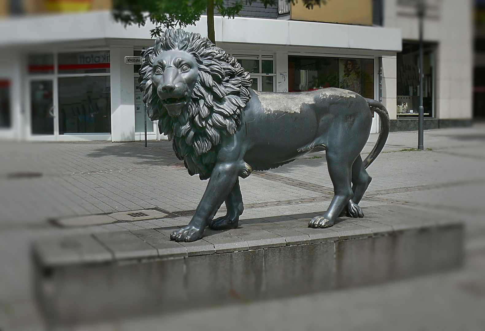 Einer der Elberfelder Löwen. (Panthera Leo elberfeldensis)