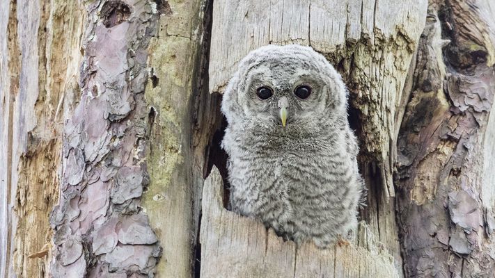 Einer der ersten Blicke in die große, weite Welt...