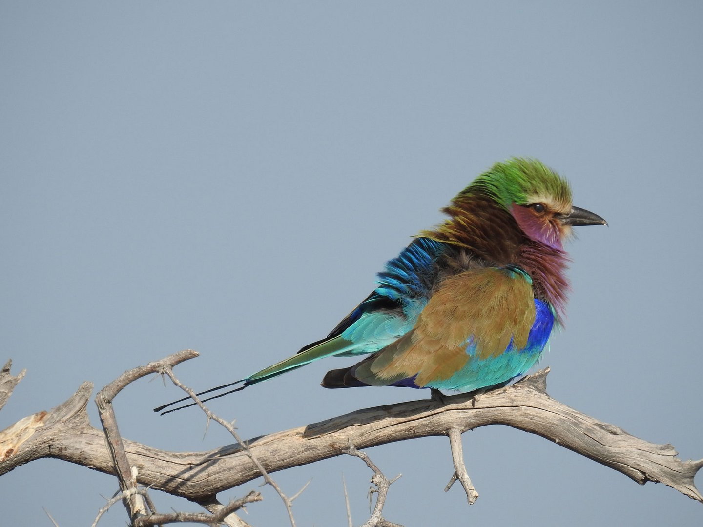 Einer der farbenprächtigsten Vögel Afrikas ist die Gabelracke