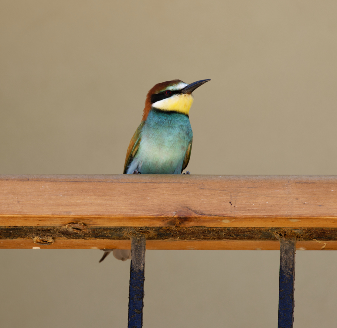 Einer der farbenprächtigsten Vögel Europas.