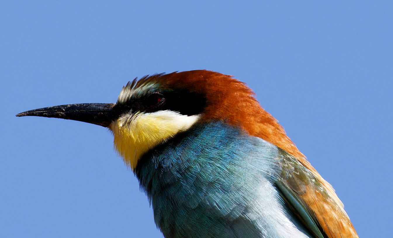 Einer der farbenprächtigsten Vögel Europas.