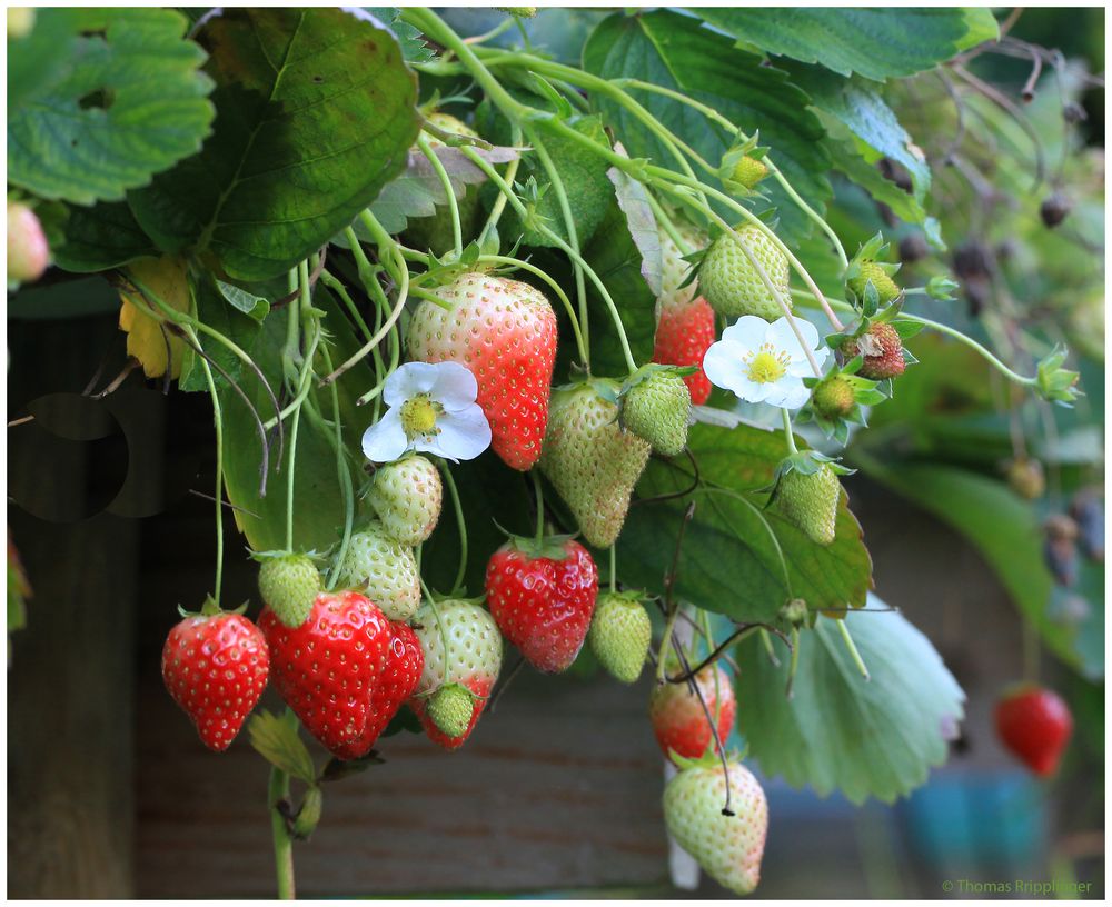 Einer der letzten Erntetage bei den Erdbeeren II... Foto & Bild