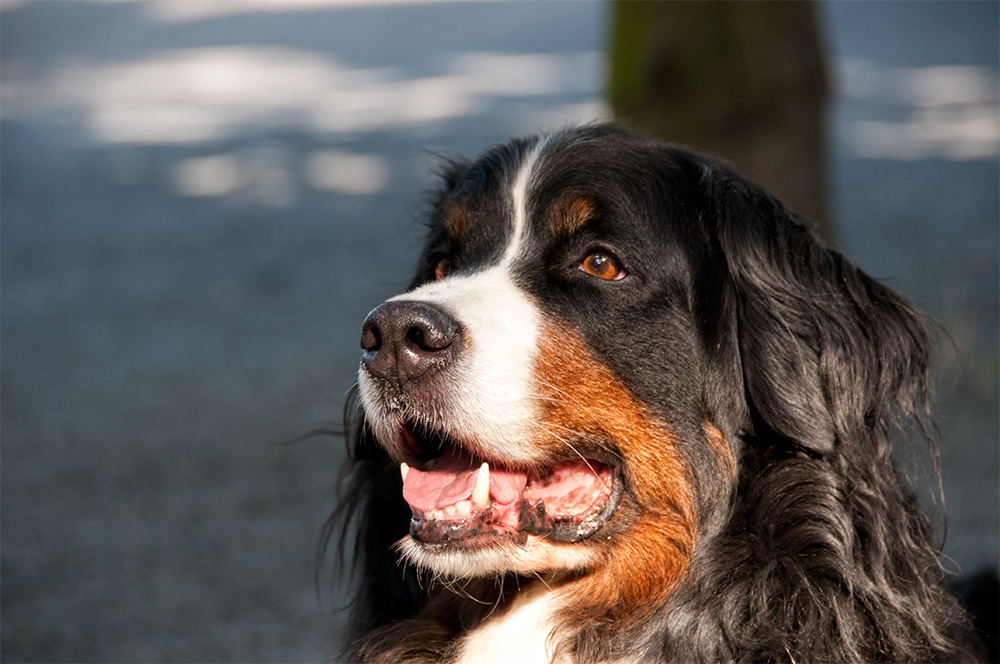 Einer der letzten schönen Tage Die Regenbogenbrücke Foto & Bild tiere, haustiere, hunde