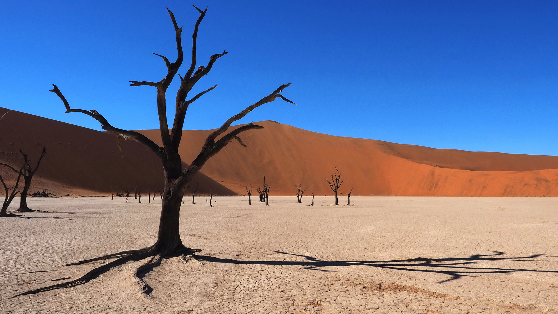 Einer der meist fotografierten Bäume - Deadvlei in der Namib