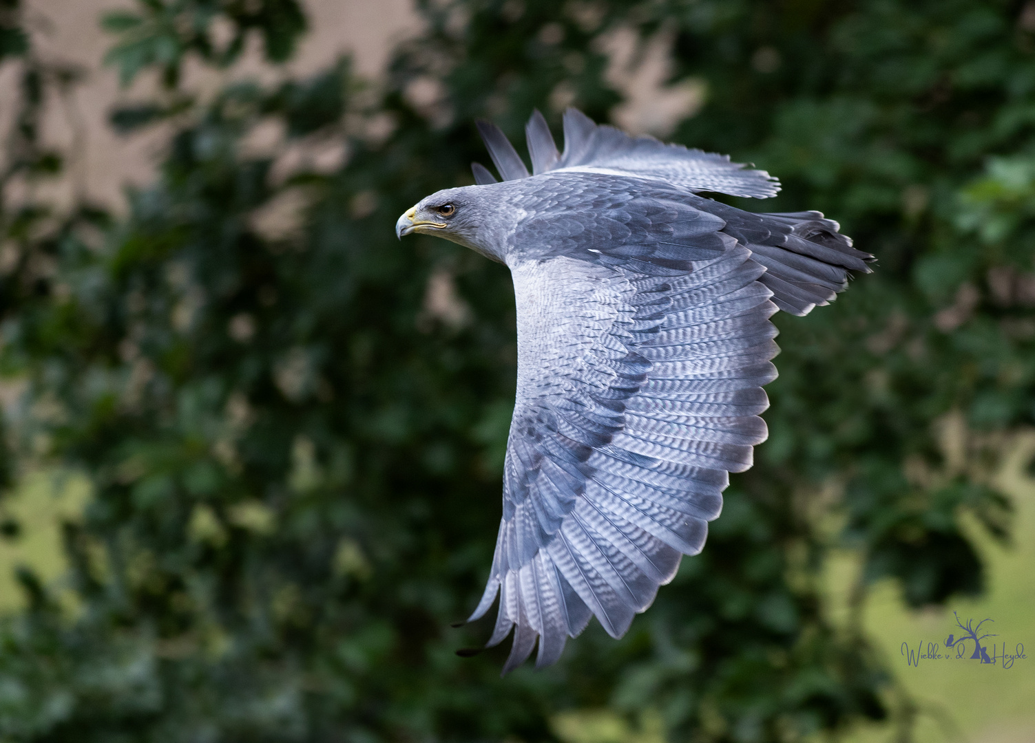 Einer der schönsten Greifvögel überhaupt.