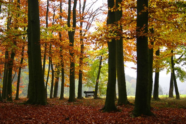 einer der schönsten Herbstwälder