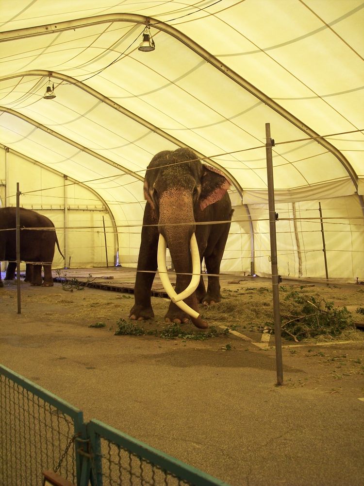 Einer der schönsten und ältesten Elefanten der noch in einem Zirkus lebt 