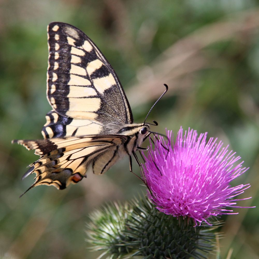Willkommen, Naturliebhaber! Entdecken Sie die Schönheit der heimischen Schmetterlinge mit Namen