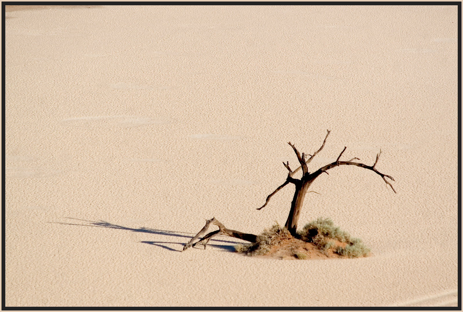 Einer der toten Bäume im Dead Vlei