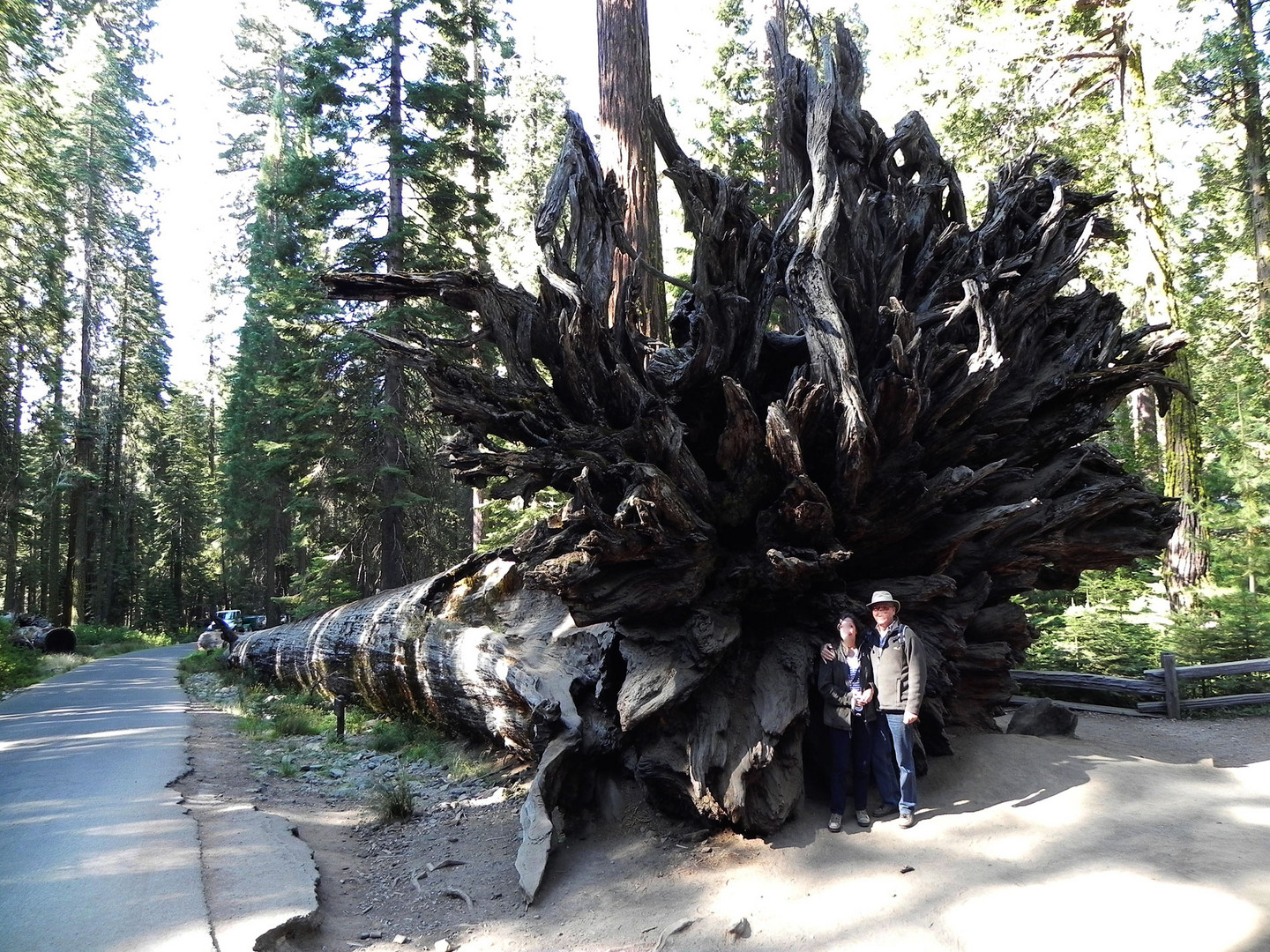   Einer der umgestürzten Riesen-Bäume im Yosemite National Park  