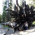   Einer der umgestürzten Riesen-Bäume im Yosemite National Park  