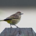 Einer der verwirrenden Waldsänger im Herbst