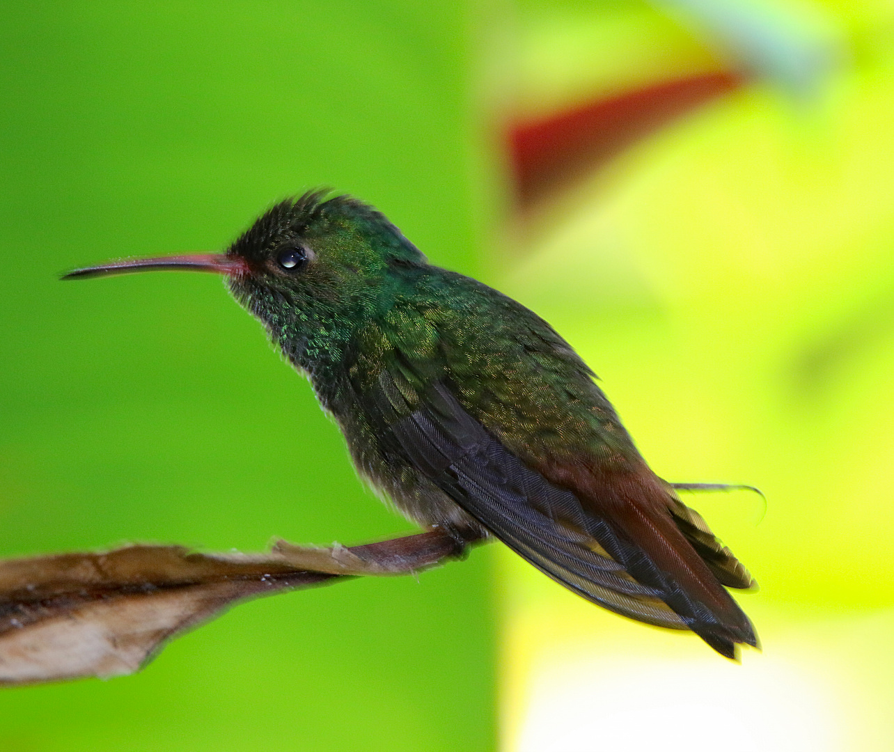 Einer der vielen Kolibris in Costa Rica. 