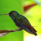 Einer der vielen Kolibris in Costa Rica. 