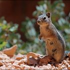 Einer der zahlreichen Bewohner des Bryce Canyon ...