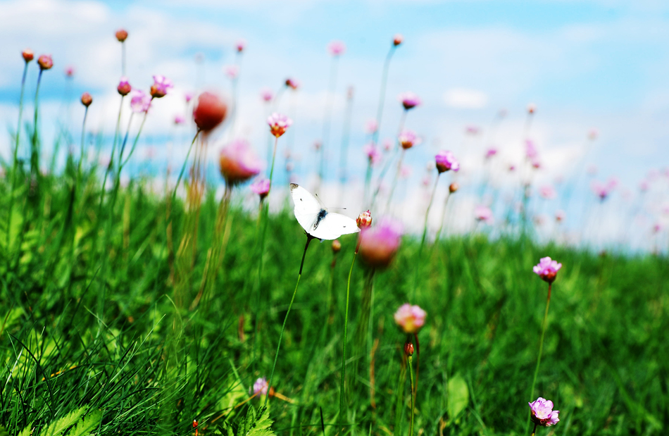 einer dieser Sommertage... Foto & Bild | landschaft, Äcker, felder