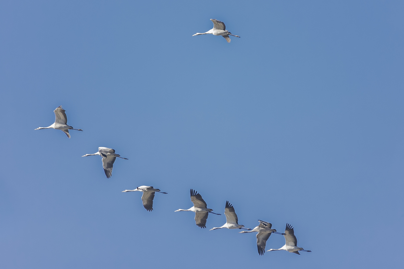 Einer fliegt immer aus der Reihe.............