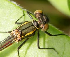 Einer Frühen Adonislibelle von oben auf die Augen geschaut