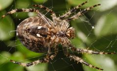 Einer Gartenkreuzspinne auf den "A...." geguckt !!!