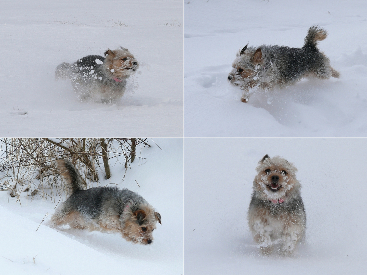 Einer hat noch Spaß im Schnee...