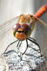 Einer Heidelibelle in die Augen geschaut