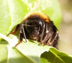 Einer Hummel direkt ins Gesicht geschaut