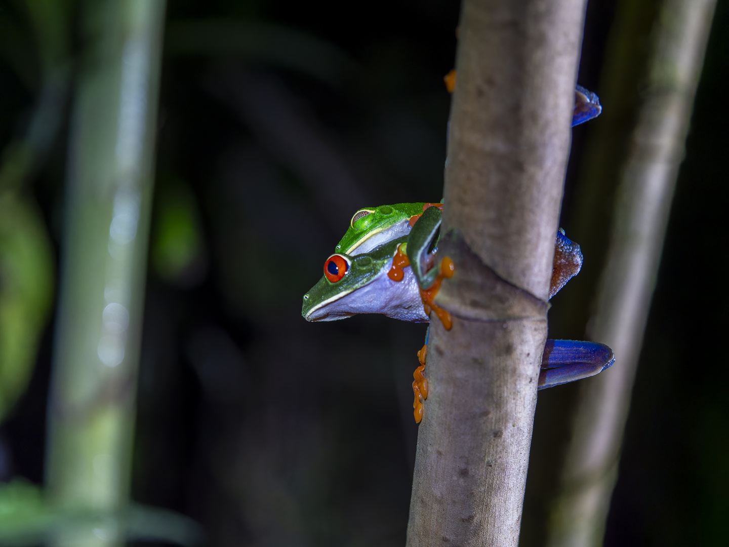 einer ist sichtlich verzückt, Rotaugenlaubfrosch