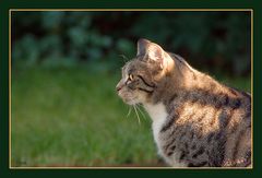 "Einer Katze Augen...