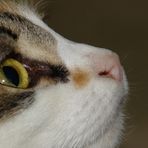 Einer Katze Augen