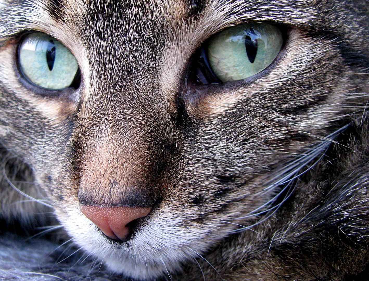 Einer Katzen Augen sind Fenster