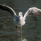 einer lief übers wasser