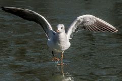 einer lief übers wasser