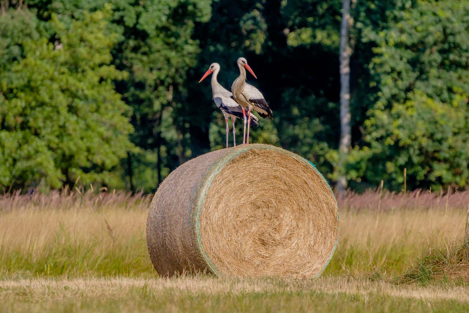 Einer links, einer rechts...