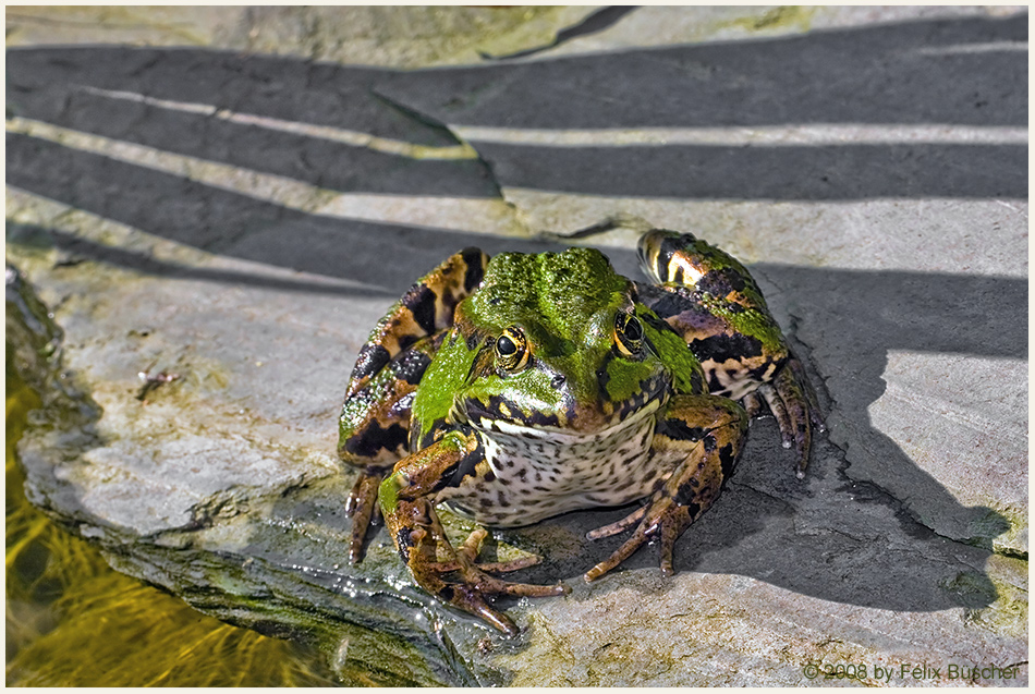 Einer meiner Froschnachbarn