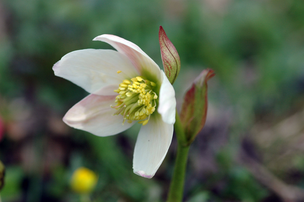 Einer meiner Lieblings - blumen