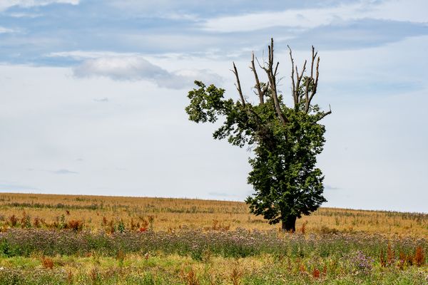 Einer meiner Lieblingsbäume