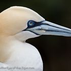 Einer meiner Lieblingsvögel