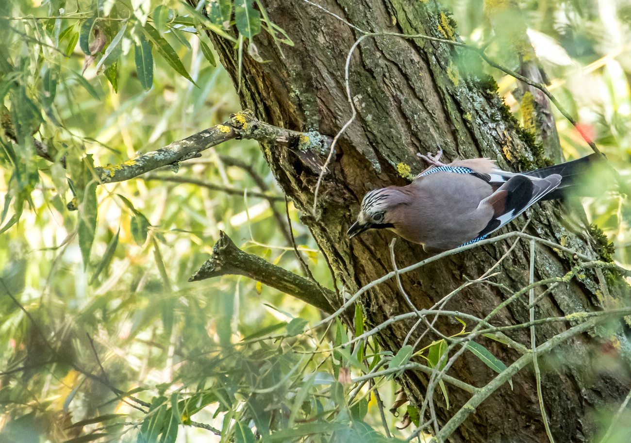 "Einer meiner liebsten Rabenvögel - der Eichelhäher"