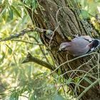 "Einer meiner liebsten Rabenvögel - der Eichelhäher"