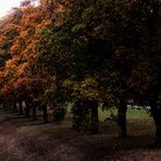 Einer nach dem Anderen... Bäume im Herbst