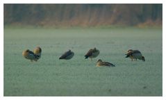 Einer paßt immer auf ! Nilgänse bei der Rast.( -5°C )