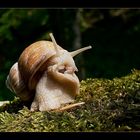 Einer Schnecke Morgen