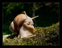 Einer Schnecke Morgen