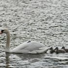 Einer schwimmt aus der Reihe