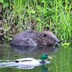 Einer schwimmt immer durch`s Bild