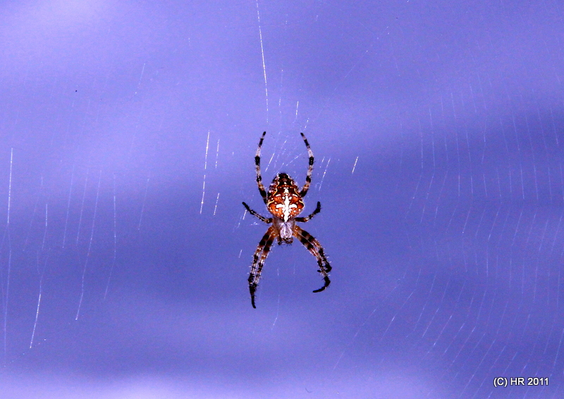 Einer Spinne sehr nah gekommen!