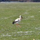 einer unser Störche in Hamm/Westfalen