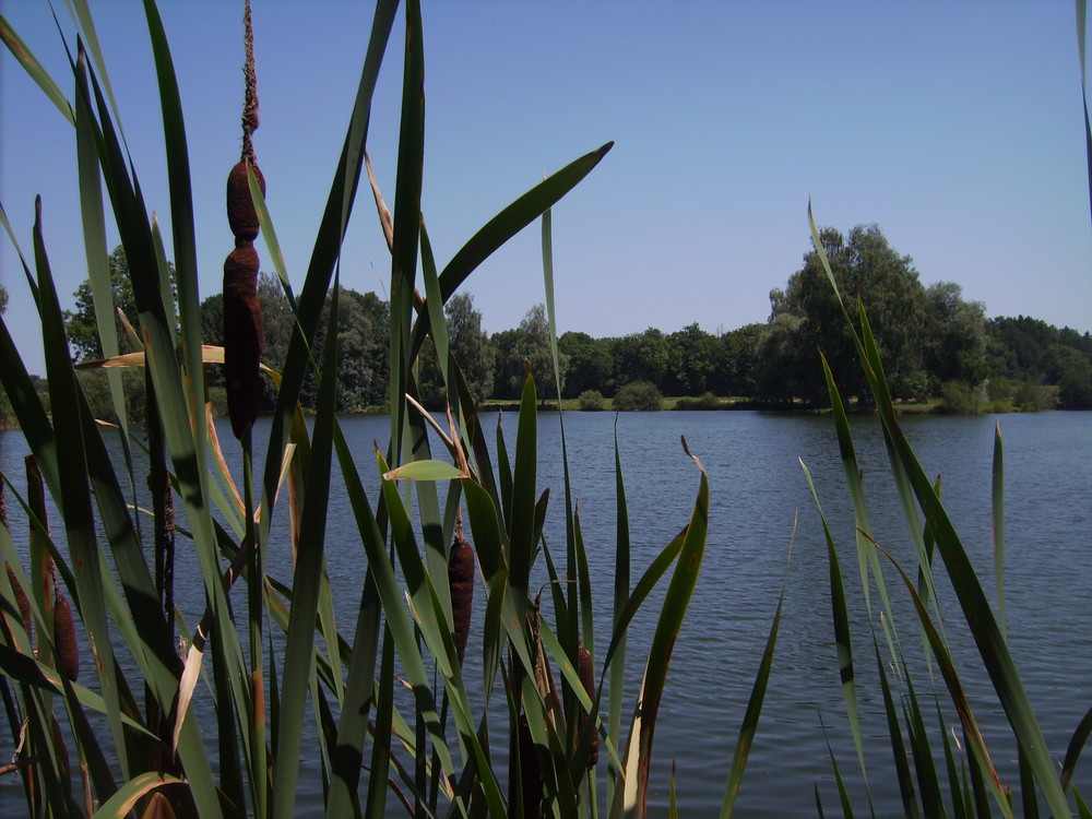 Einer unserer Fischweiher