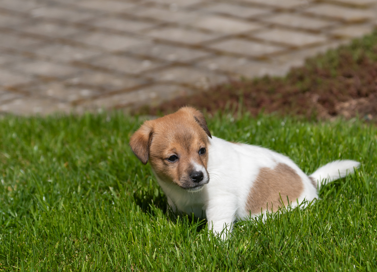 Einer unserer Jack-Russel-Terrier-Welpen im Rasen