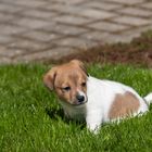 Einer unserer Jack-Russel-Terrier-Welpen im Rasen